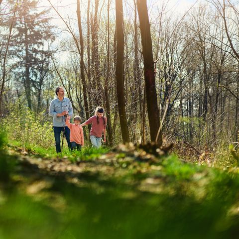 Center Parcs Park Hochsauerland - North Rhine-Westphalia - Image N°6