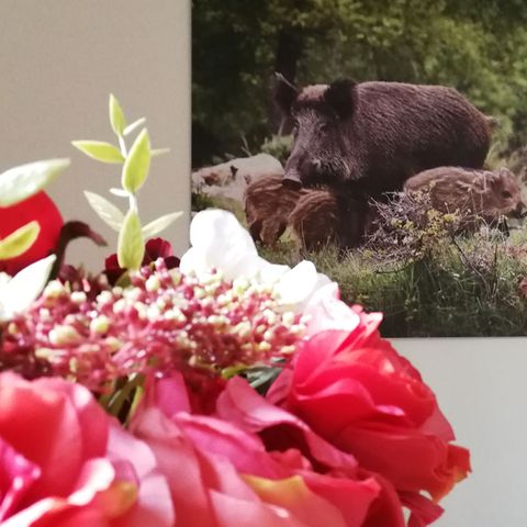 BUNGALOW 4 people - Wood Lodge Eco