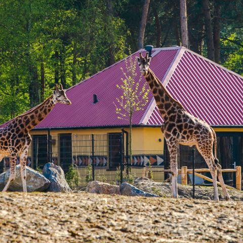 House 6 persons - Savannah Lodge