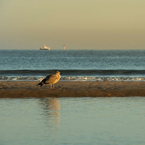 CHALET 6 people - Summer Dream Holiday