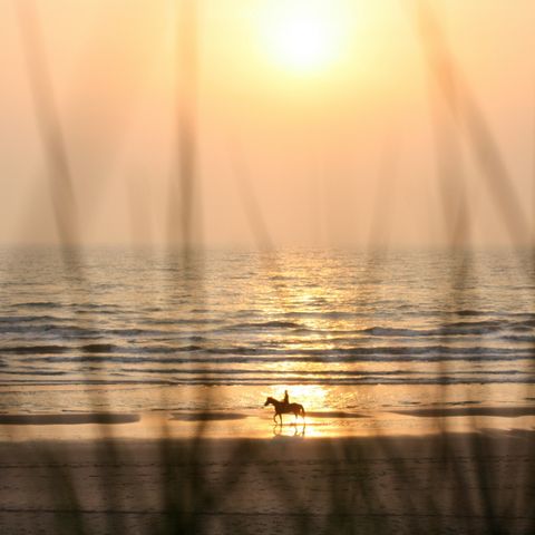 Vakantiepark Duinrust - Camping Noordwijk - Image N°6