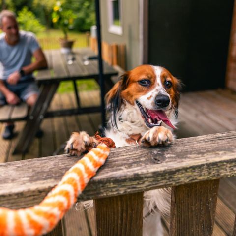 CANVAS AND WOOD TENT 6 people - Glamping tent Dog Lodge
