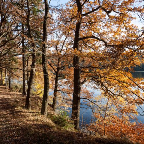 UplandParcs Sauerland - Camping North Rhine-Westphalia - Image N°6