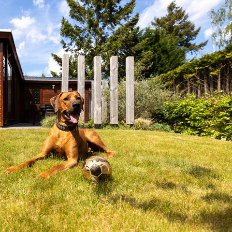 Bungalowpark Het Verscholen Dorp - Harderwijk - Image N°3