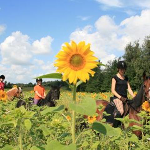 Ferienpark Geesthof - Camping Lower Saxony - Image N°3