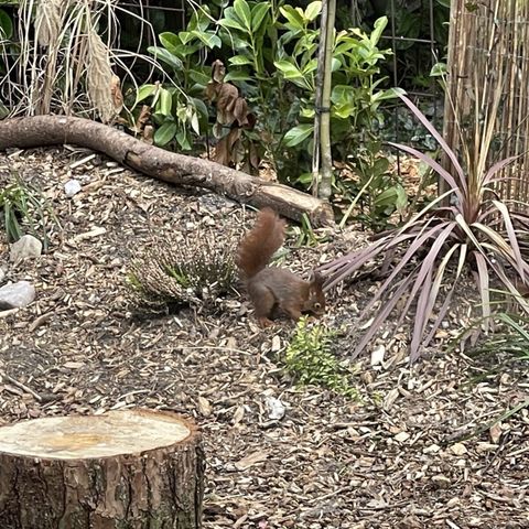 MOBILE HOME 6 people - mobile home/chalet IJsselheide 67