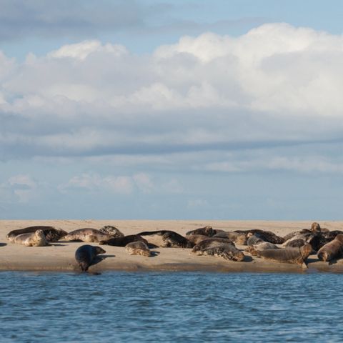 Landal Kaap West - Terschelling - Image N°4