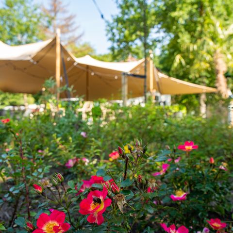 't Landgoed Baars - Camping Steenwijkerland - Image N°4