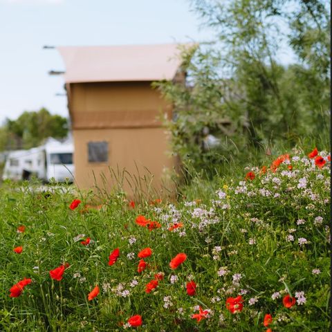 Sahara Stay - Camping Westland - Image N°2