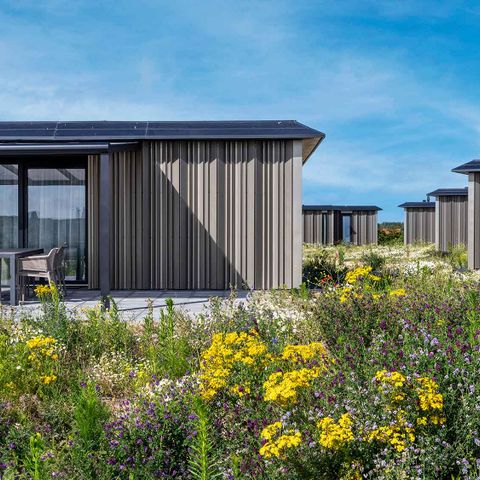 HOUSE 6 people - Reed warbler