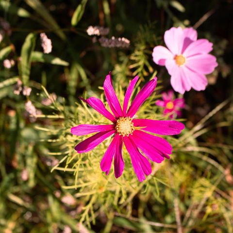 Canvas and wooden tent 7 persons - Safari tent