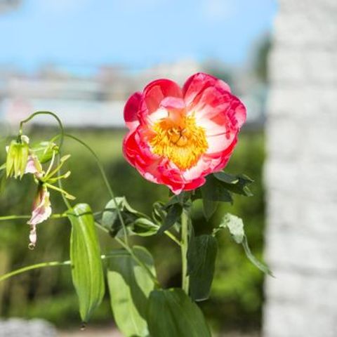 BUNGALOW 6 people - Comfort