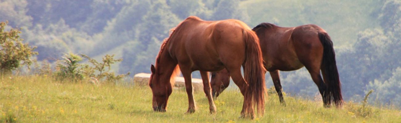 Holiday parks near a riding school