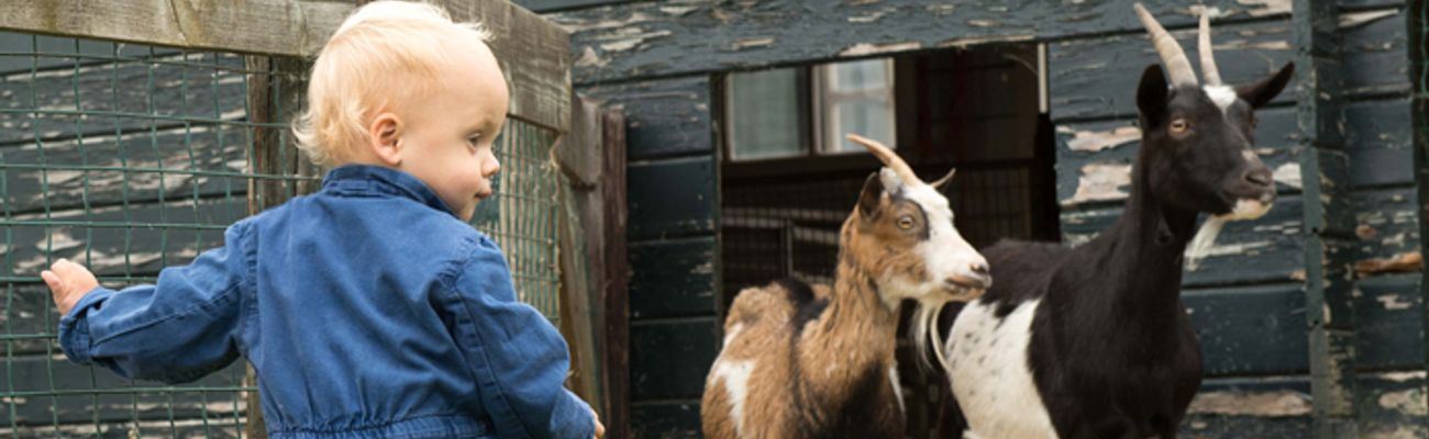 Holiday parks with petting zoo