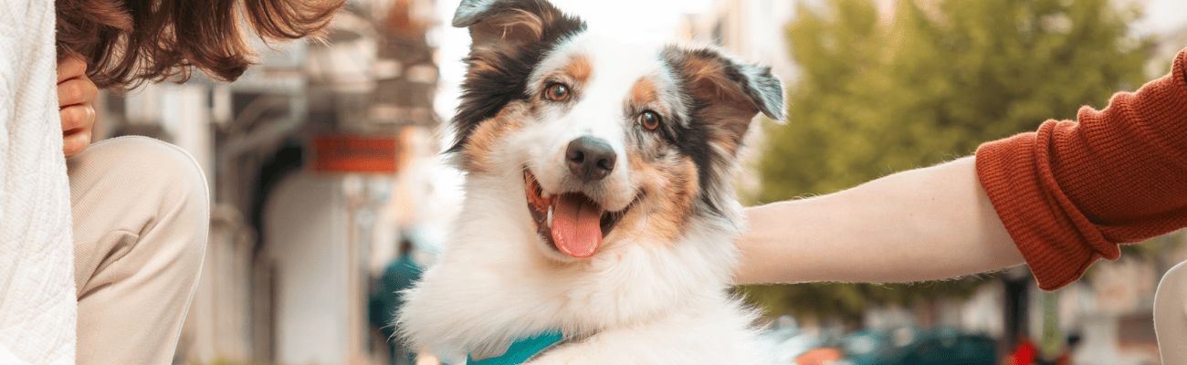 Dog friendly cottages with enclosed garden